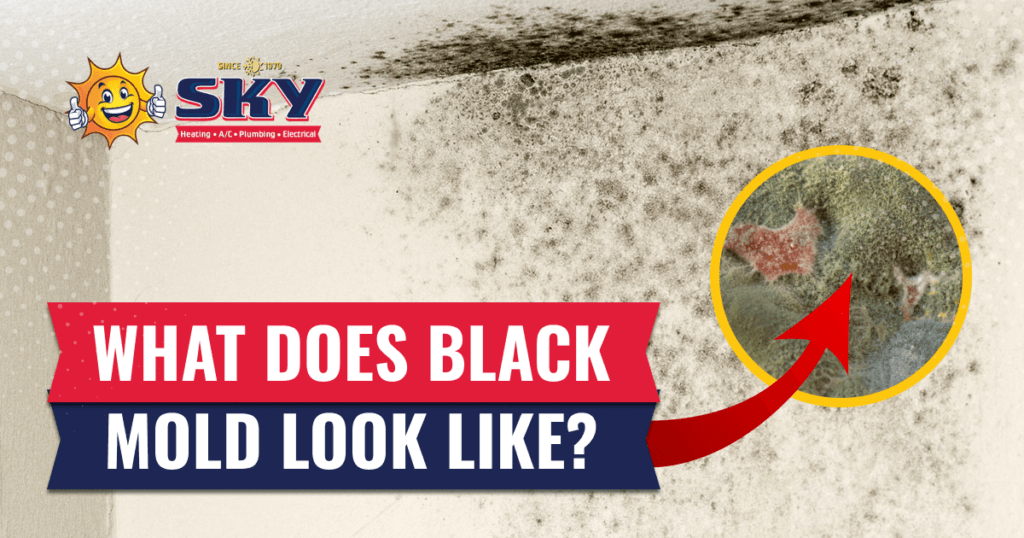 What Does Black Mold Look Like